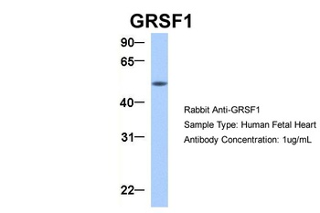 GRSF1 Antibody