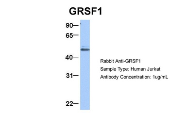 GRSF1 Antibody