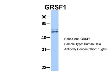 GRSF1 Antibody