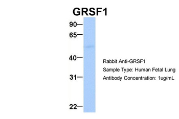 GRSF1 Antibody