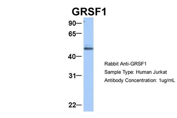 GRSF1 Antibody