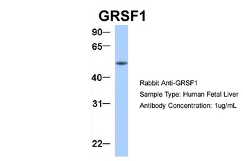 GRSF1 Antibody