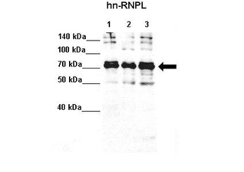 HNRNPL Antibody