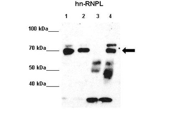HNRPL Antibody