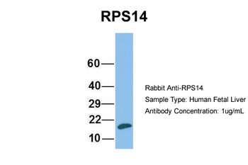 RPS14 Antibody