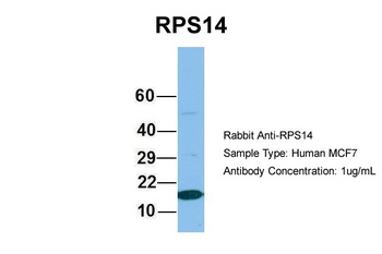 RPS14 Antibody