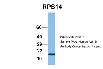 RPS14 Antibody