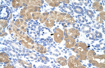 RAE1 Antibody