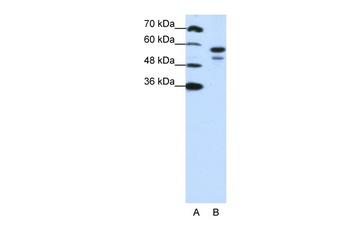 U2AF2 Antibody
