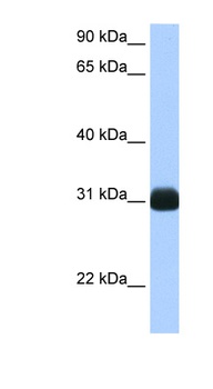 RBPMS Antibody