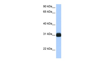 RBPMS Antibody