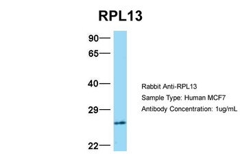 RPL13 Antibody