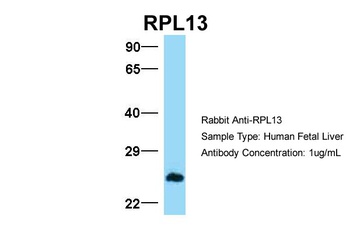 RPL13 Antibody