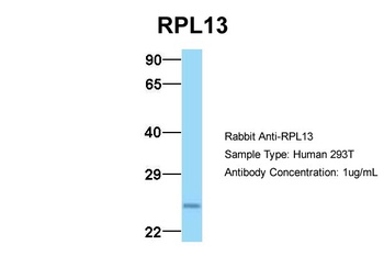 RPL13 Antibody