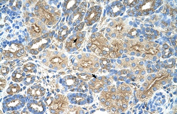 RPL8 Antibody