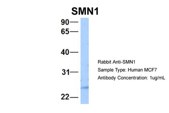 SMN1 Antibody