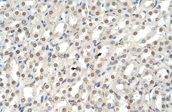 Ehf Antibody