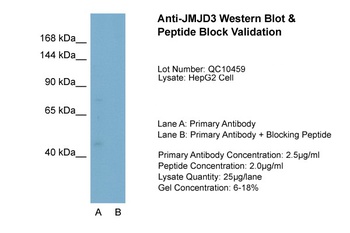 JMJD3 Antibody