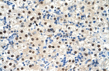 ZNF326 Antibody