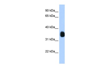 MLX Antibody