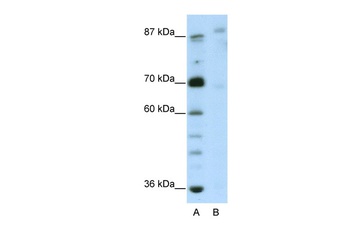 GLIS3 Antibody