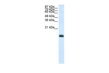 ZNF786 Antibody