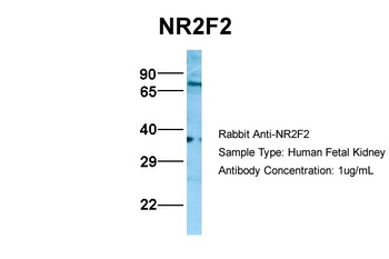 NR2F2 Antibody