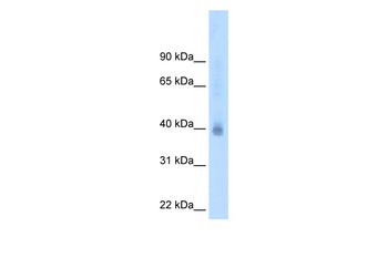 NR2F2 Antibody