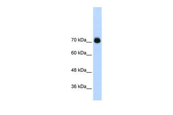 GTF2IRD1 Antibody