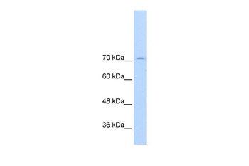 GTF2IRD1 Antibody