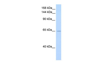 ZFR Antibody