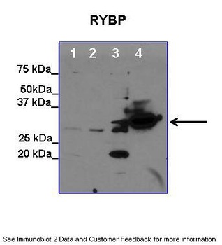 RYBP Antibody