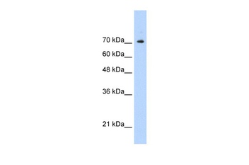 STAT1 Antibody