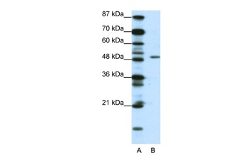 DPF2 Antibody