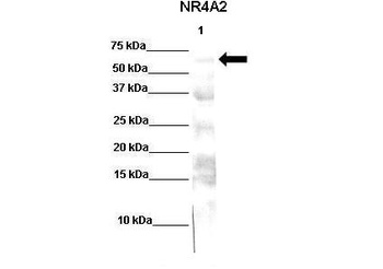 NR4A2 Antibody