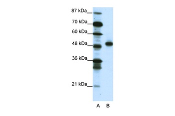 MEOX2 Antibody