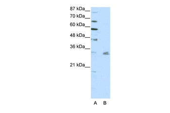 PITX3 Antibody