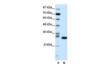 CDK5 Antibody