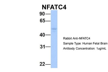 NFATC4 Antibody