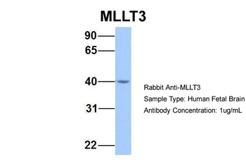 MLLT3 Antibody