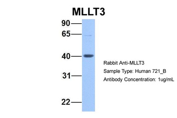 MLLT3 Antibody