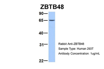 ETV5 Antibody