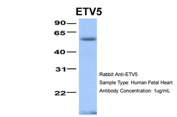 ETV5 Antibody