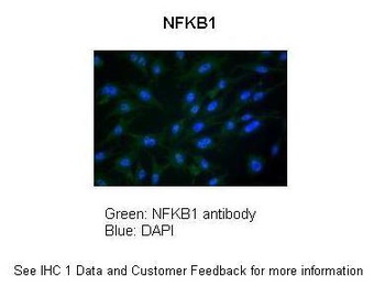 NFKB1 Antibody