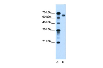 NR5A2 Antibody
