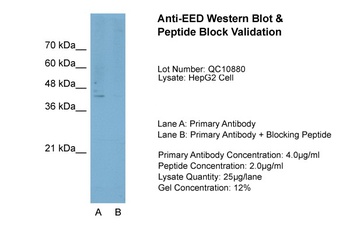 EED Antibody