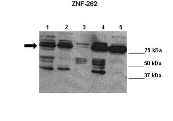 ZNF282 Antibody