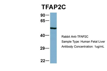 TFAP2C Antibody