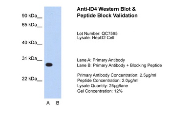 ID4 Antibody
