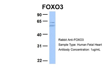 FOXO3 Antibody